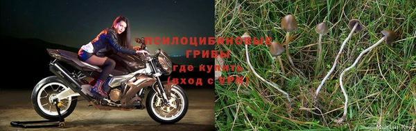прущие грибы Беломорск