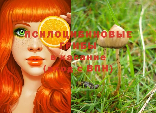 прущие грибы Беломорск